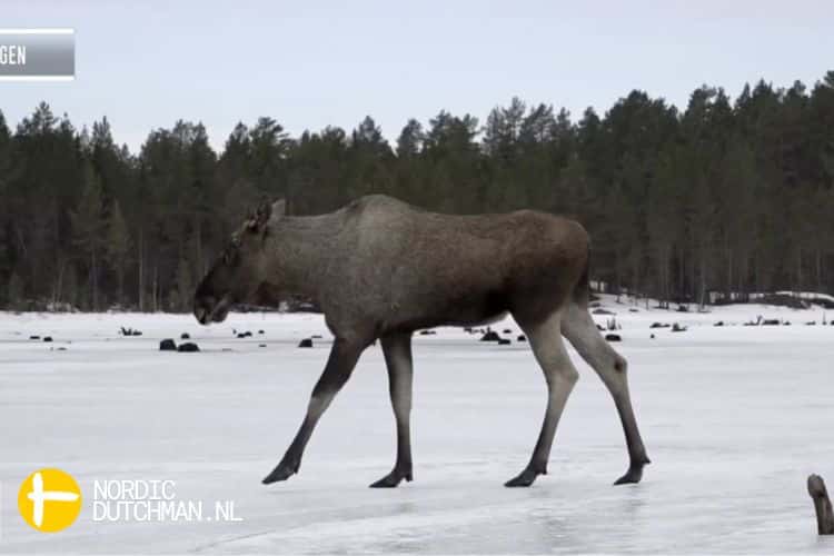 een eland die tijdens de uitzending over het ijs loopt in zweden