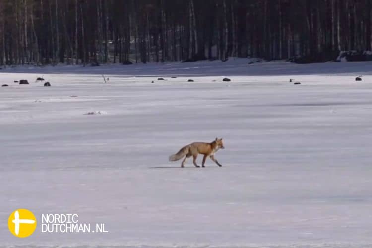 een vos die over de ijsvlakte loopt in Zweden