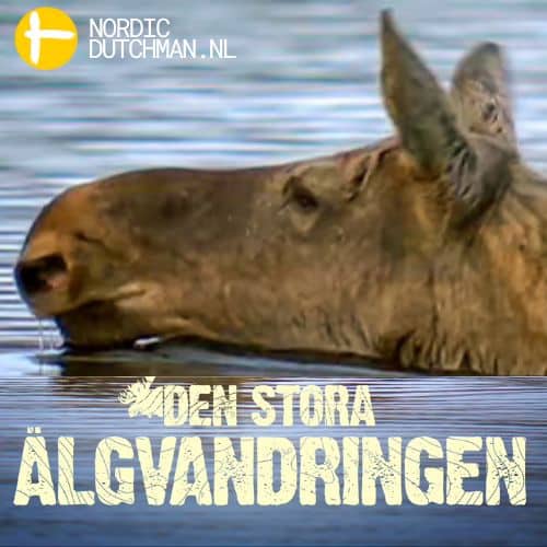 Live elanden kijken in Zweden tijdens ‘De grote elandenmigratie’