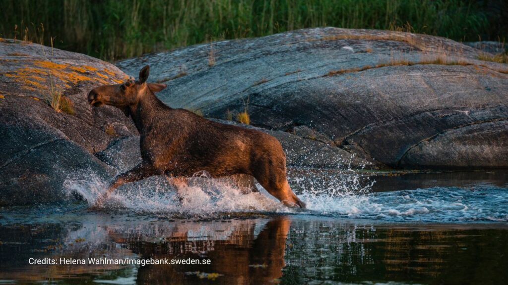een eland springt uit het water in zweden
