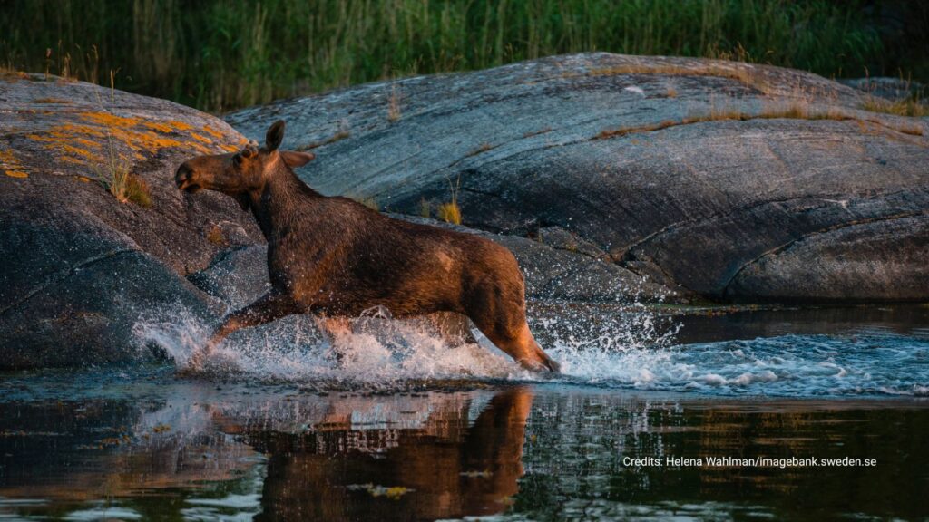 een eland klautert uit het water